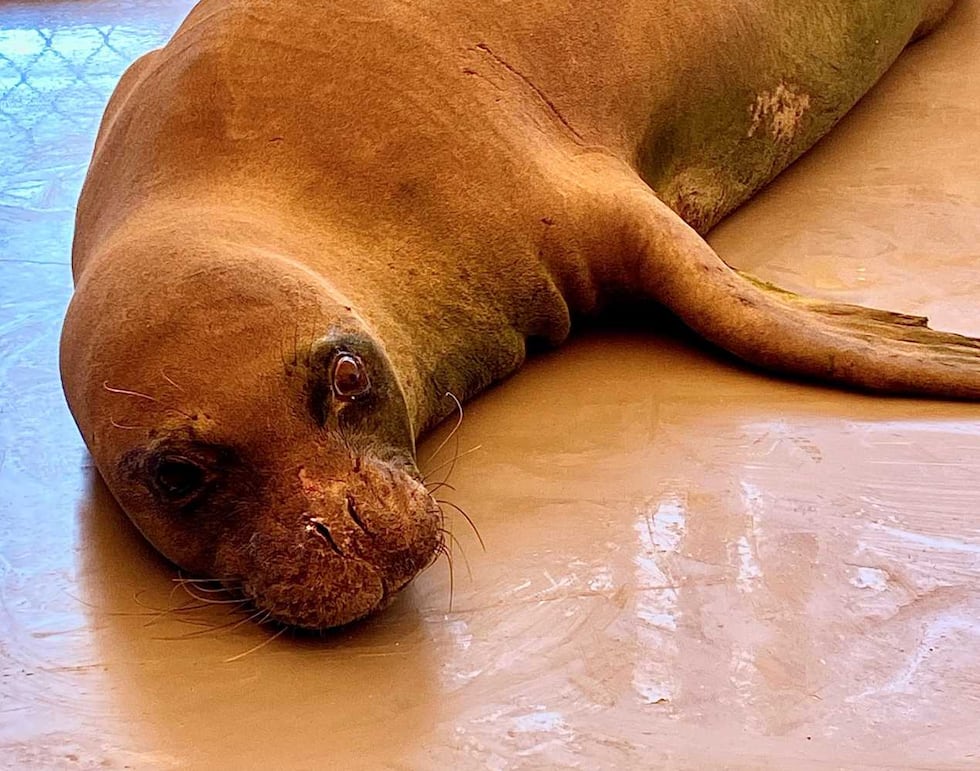 Kolohe the monk seal's life ended last week after battling a parasitic disease common among...