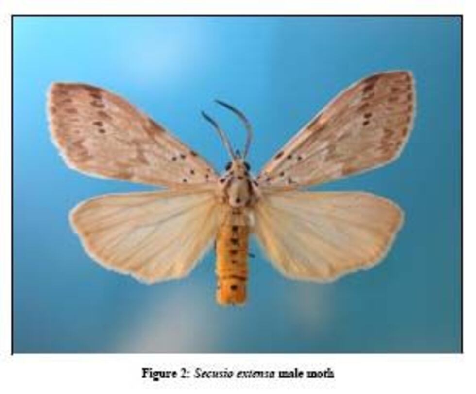 Secusio extensa moth. Photo: Hawaii Department of Health