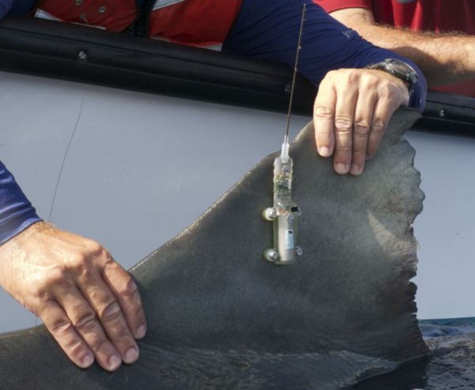 (Image: Hawaii Institute of Marine Biology)