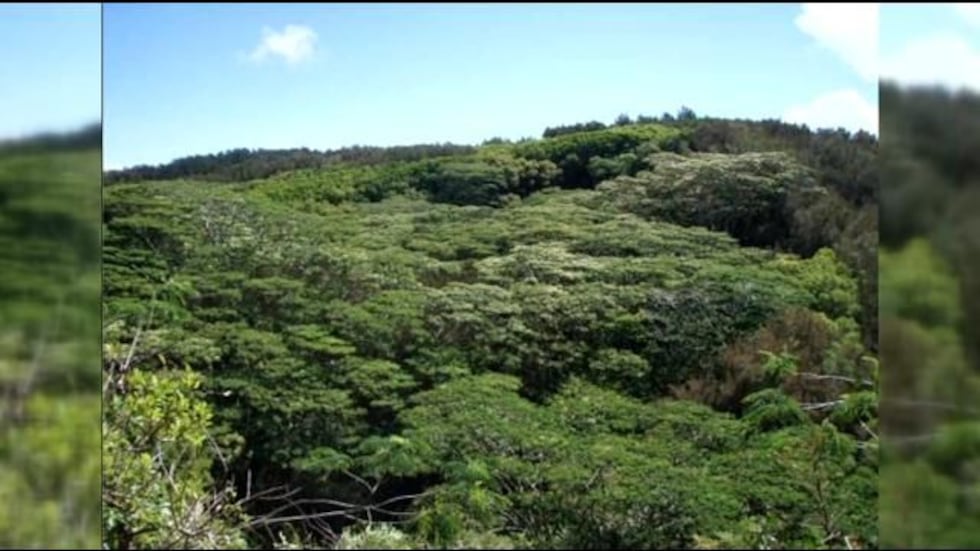 Albizia, before treatment, July 2008