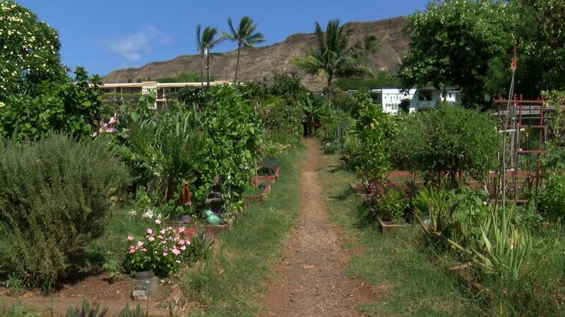 Community Gardeners are wanting access to their plots to ensure plants stay alive and well....