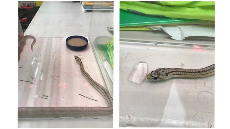 The Department of Agriculture released photos of the corn snake Monday afternoon.