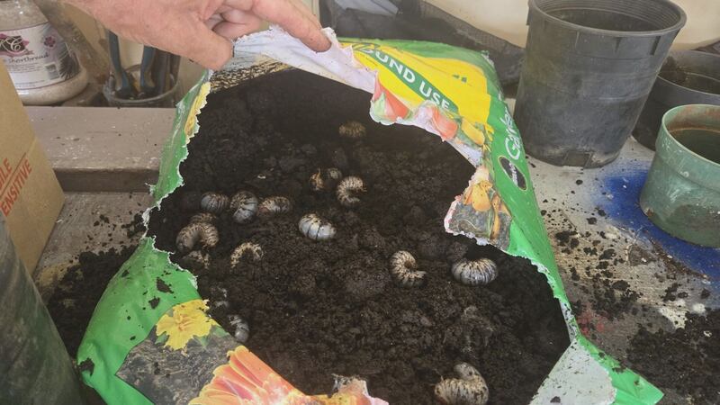 Garden soil sold at Naval Exchange found with 50 CRB larva inside