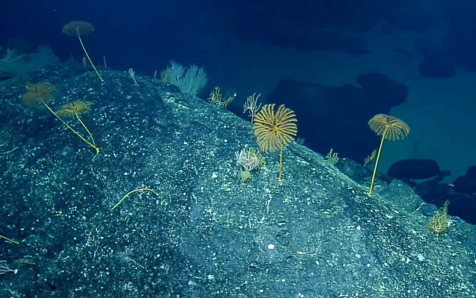 Stalked Crinoid