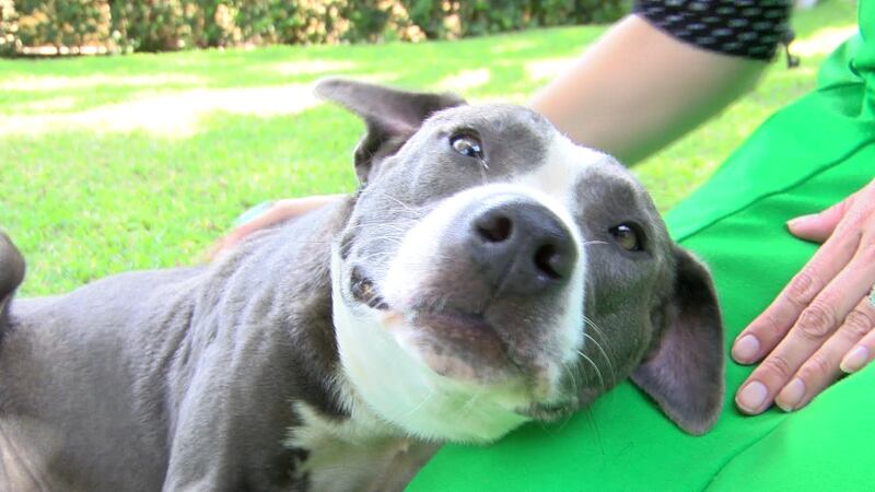 Diamond, a dog at the Hawaii Humane Society in Oahu, relaxes on a staff member's lap.